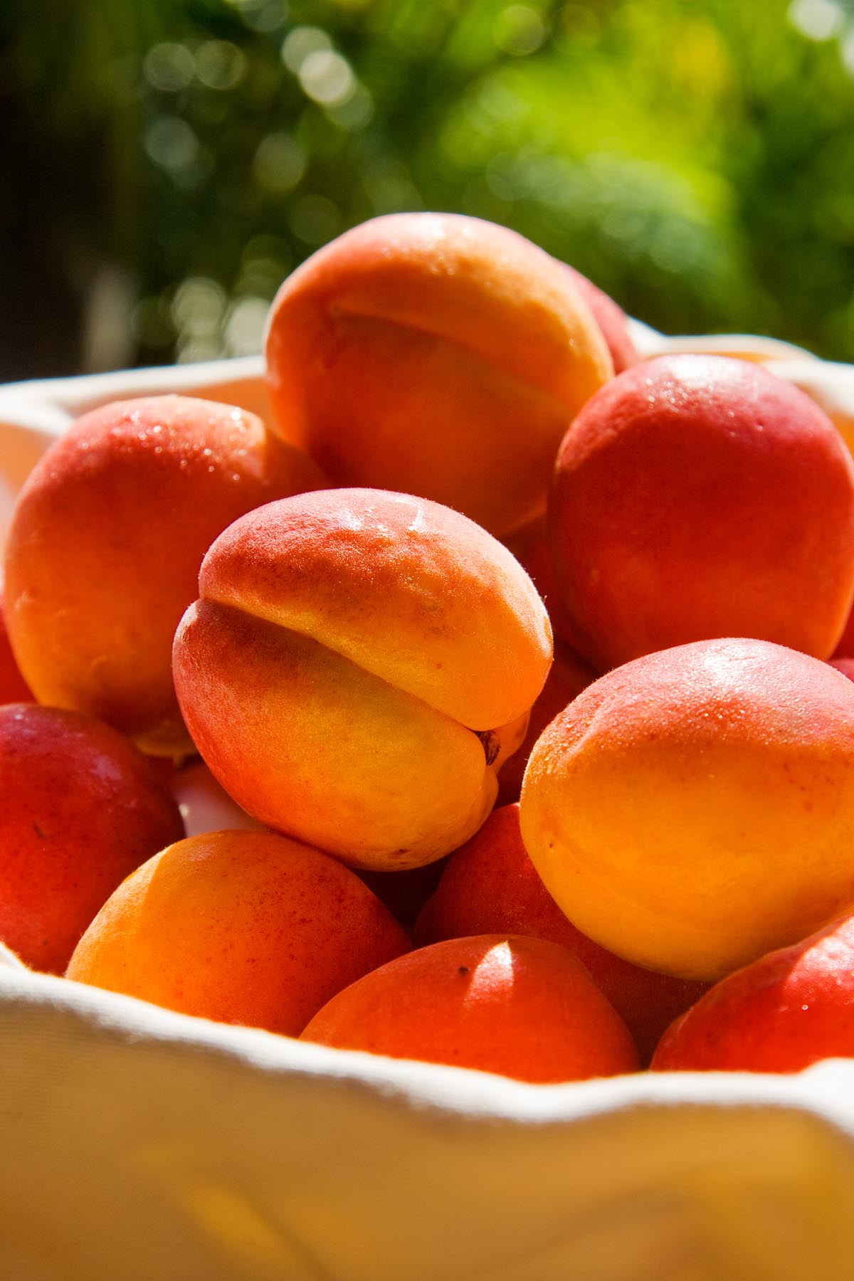 Bergeron Apricot Elite Food Pte LtdElite Food Pte Ltd