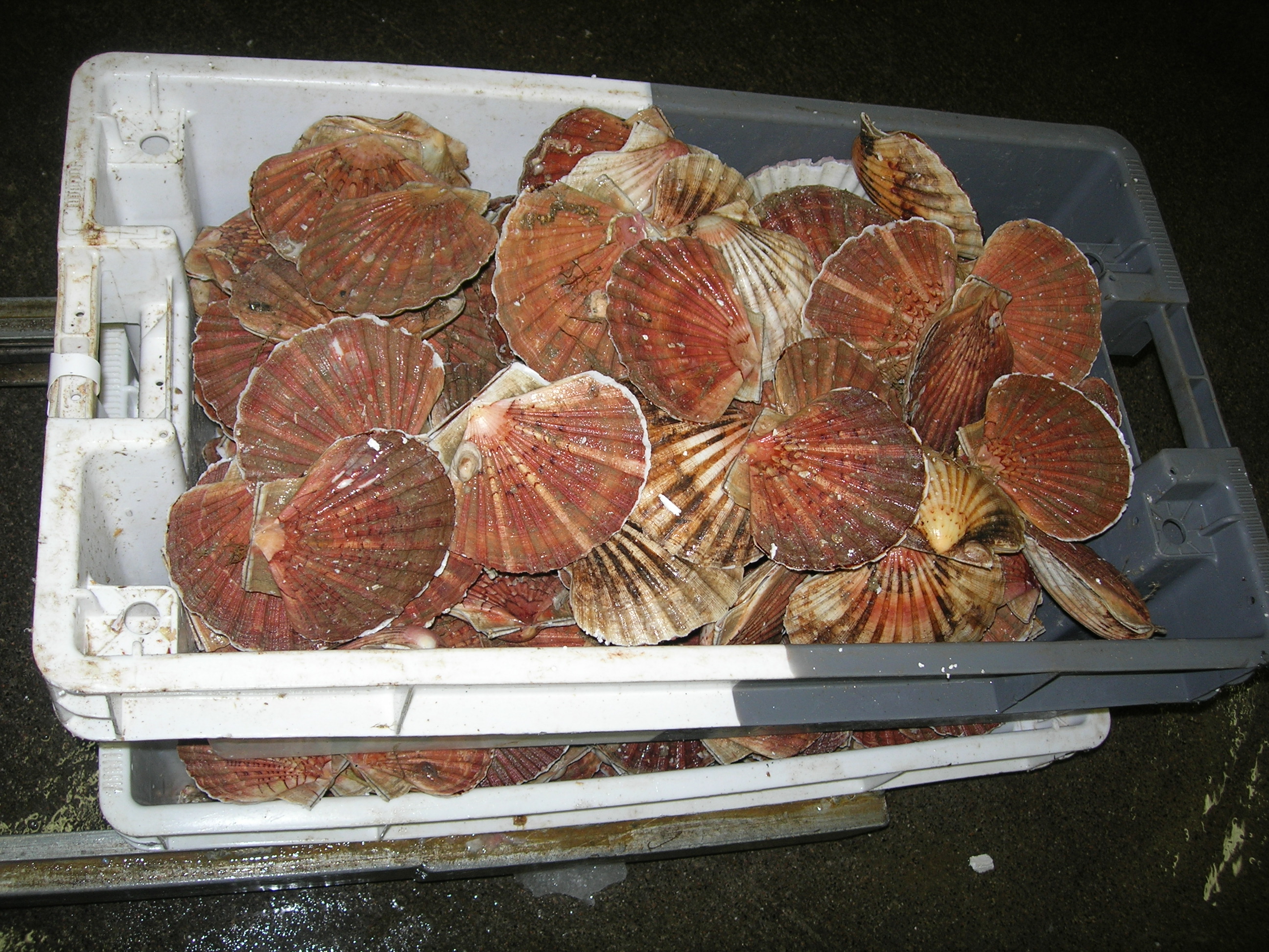 Live Scallops Elite Food Pte LtdElite Food Pte Ltd