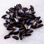 Mussels