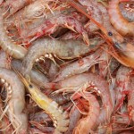 Red Prawns