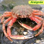 Spider Crab