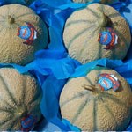 Charentais Melon