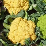 Coloured Cauliflowers