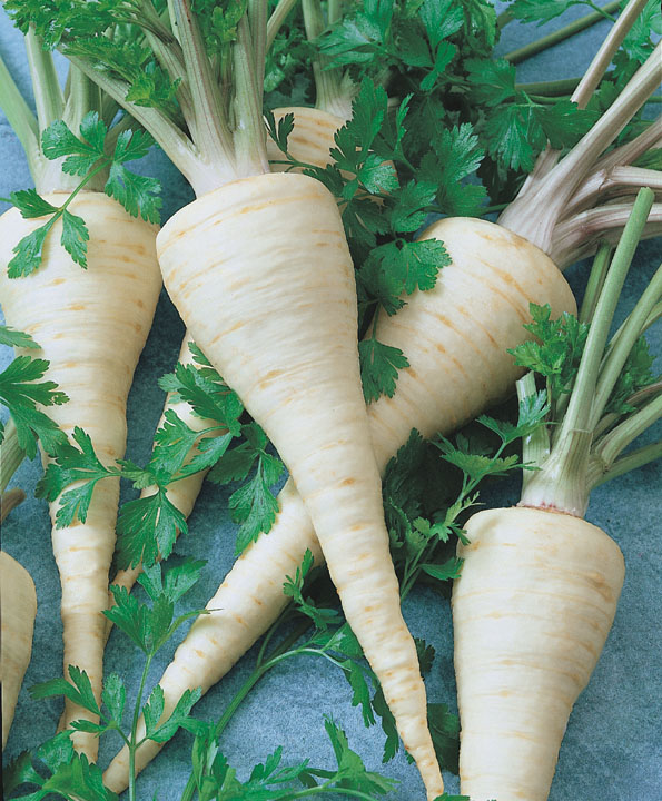 Parsley Root Elite Food Pte LtdElite Food Pte Ltd