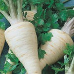 Parsley Root