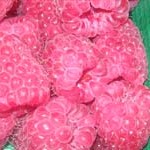 Tullameen Raspberry