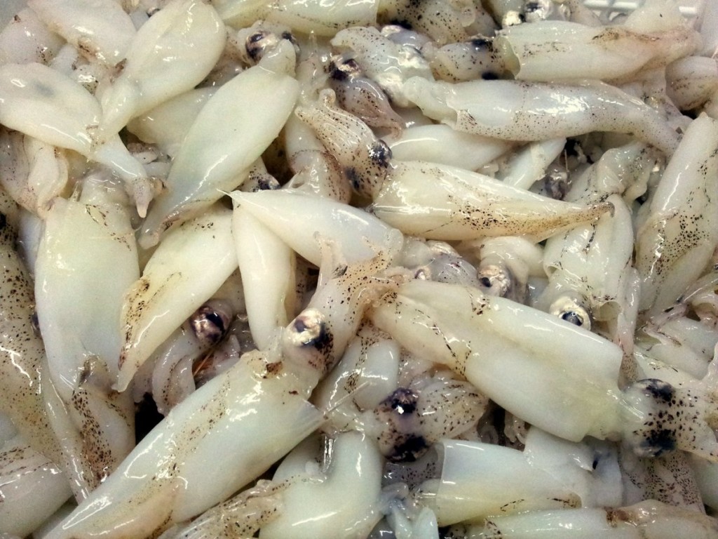 Baby Squids - Elite Food Pte LtdElite Food Pte Ltd
