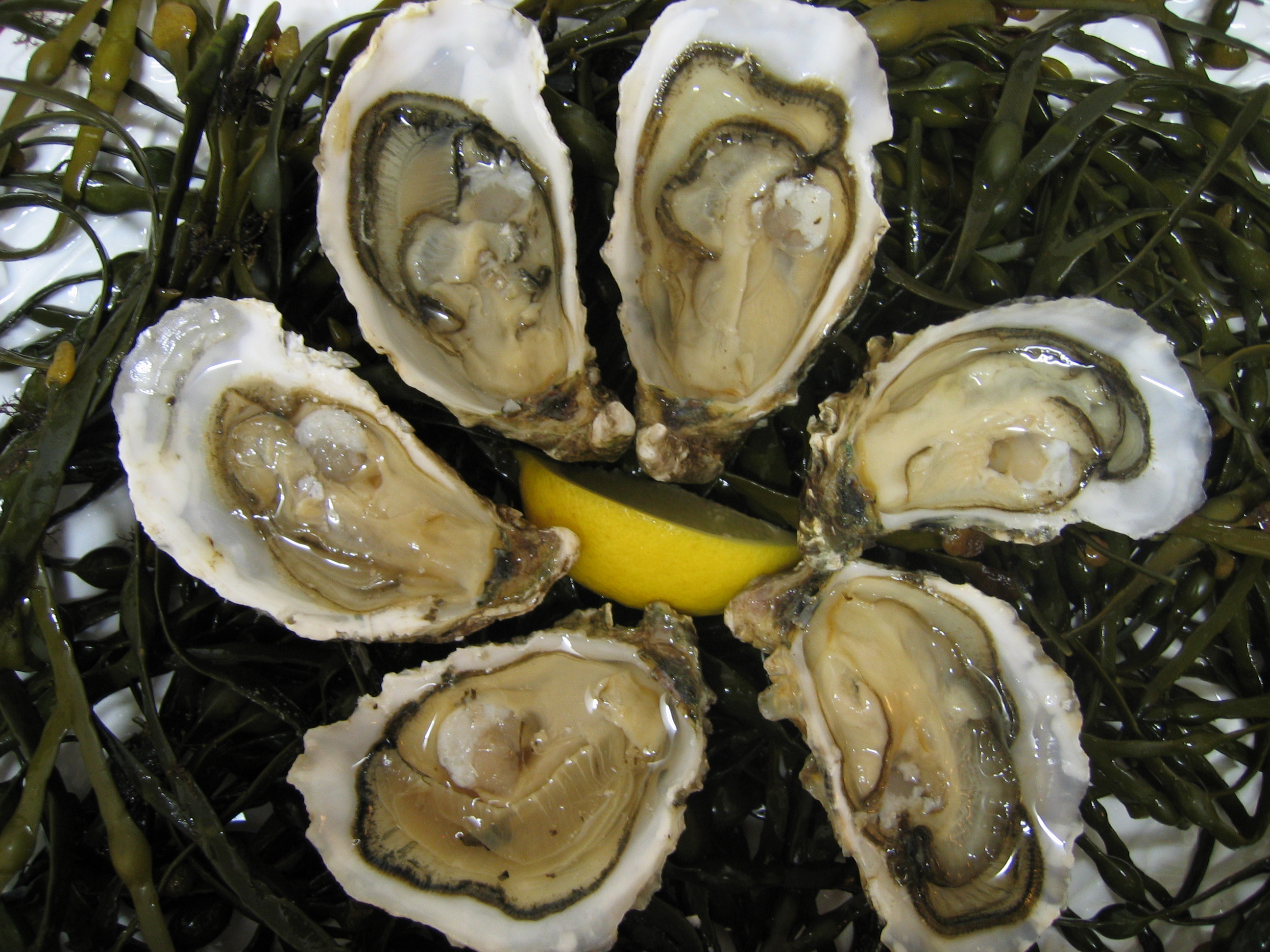 Irish Oysters - Elite Food Pte LtdElite Food Pte Ltd